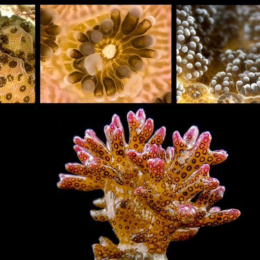 Scanner en 3D des coraux vivants pour étudier l'impact des microplastiques et du changement climatique
