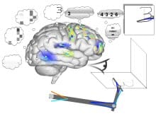 Le plus grand modèle fonctionnel de cerveau au monde construit à l’aide de MapleSim