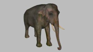 Un nouveau regard sur l’histoire animale grâce à la numérisation 3D
